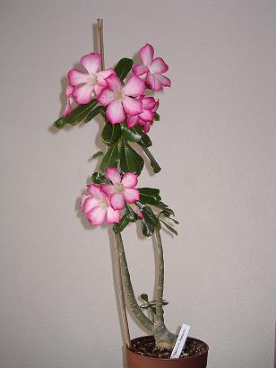 Tapety kwiaty - adenium-8211-roza-pustyni_4912.jpg