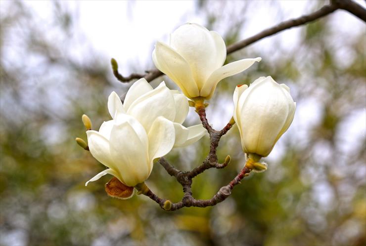 Magnolie  - białe-kwiaty-magnolii.jpg