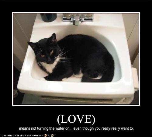 FREE Demotywatory - funny_pictures_you_love_your_cat_in_the_sink.jpg