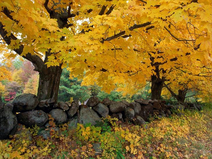 Landscapes - A Golden Season in New England.jpg
