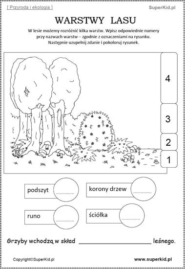 las i jego mieszkańcy - warstwy lasu.JPG