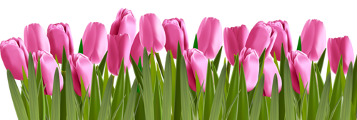 A - linie tulipany - 0_132134_4f40ef1c_L.png