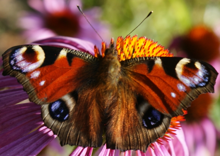 Obrazki Motyle - motyl pawik.jpg