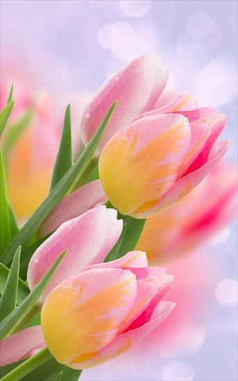  tulipany - tulipany-2942572578_n.jpg