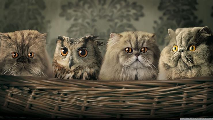 Tapety HD 1600x900 - cats_and_owl-wallpaper-1600x900.jpg
