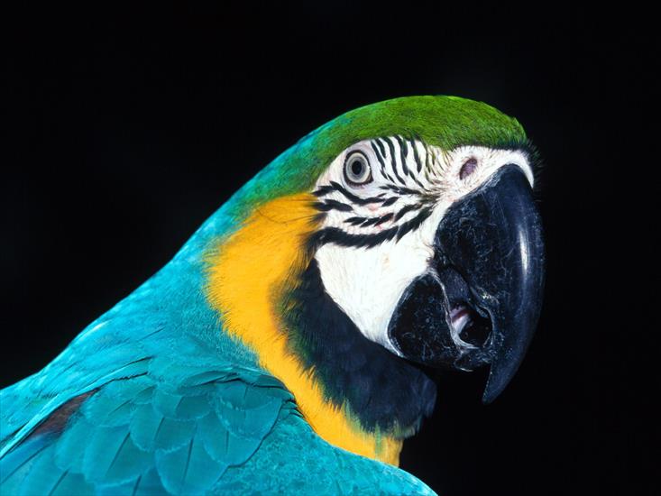 2 - Blue and Yellow Macaw.jpg