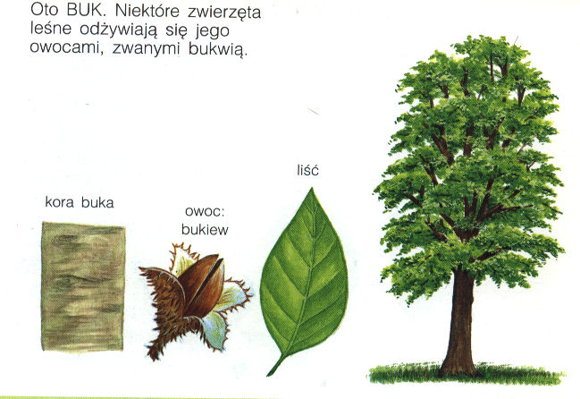drzewa 1 - Image39.jpg