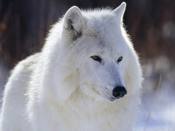 wilki - White Wolf.jpg