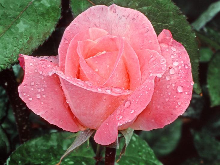 Flowers2 - Lovely Rose.jpg