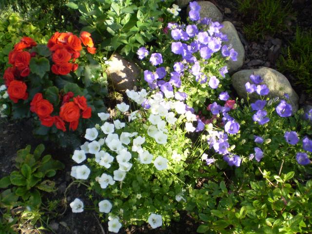 Tapety kwiaty - begonia-i-dzwoneczki---cd_9207.jpg