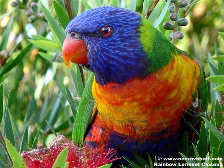 ptaszki - Rainbow-parrot.jpg
