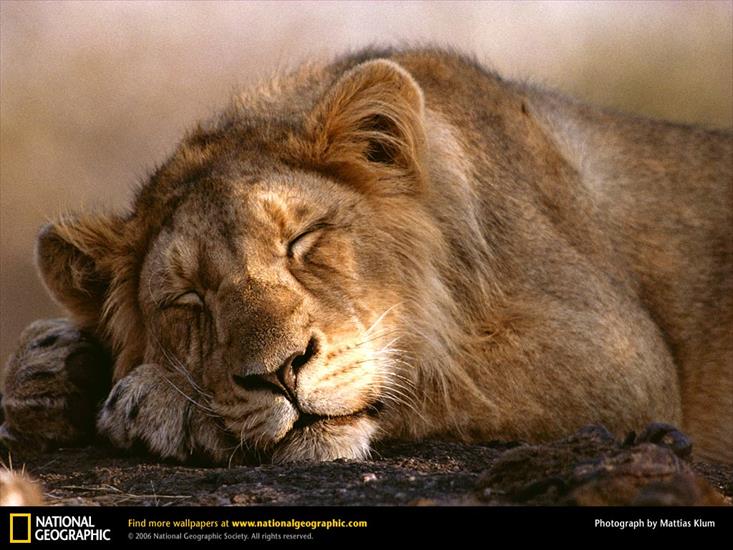 T A P E T K I - asian-lion-sleeping.jpg