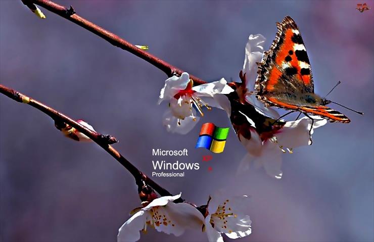 WINDOWS XP - TAPETY WINDOWS.jpg