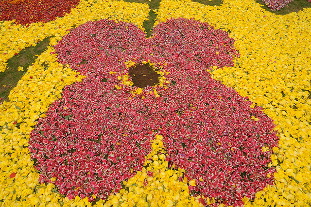 Z TULIPANÓW - Dywan kwiatowy z miliona tulipanów1.jpeg
