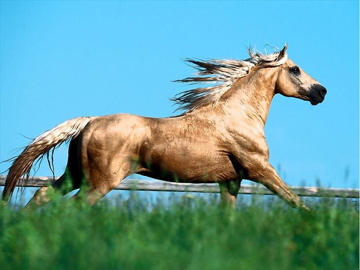 konie - konie018.jpg