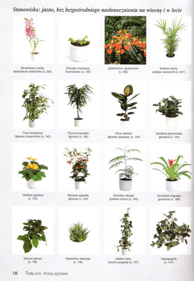 Rośliny Pokojowe - Strona  18.jpg