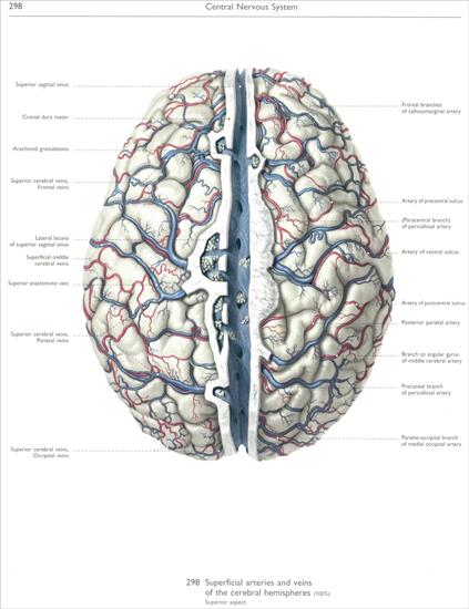 Wolf-Heidegger Color Atlas of Human Anatomy - CNS - 298 - central nervous system.jpg