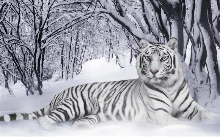 Tapety - White_Tiger_28Panthera_Tigris29.jpg