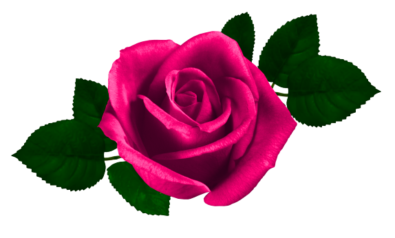  Galeria kwiatów - Rose_8.png