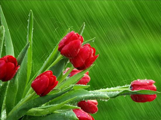 tulipany - ż-wiersz-Czerwone tulipany.jpeg
