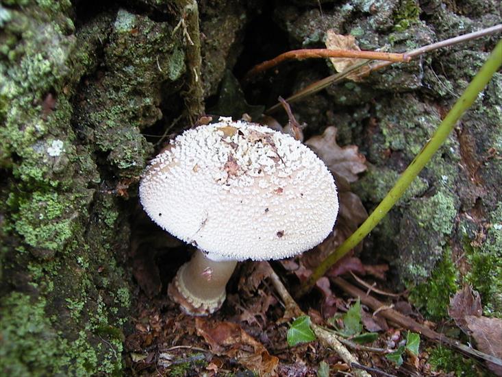 fungus - fungos-013.jpg