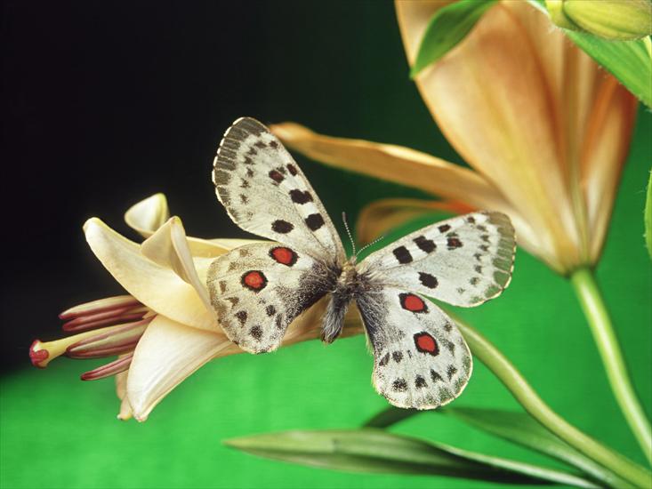Beautiful Butterflies Wallpapers - 19.jpg
