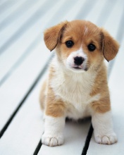 Zwierzaki - Very_Cute_Puppy.jpg