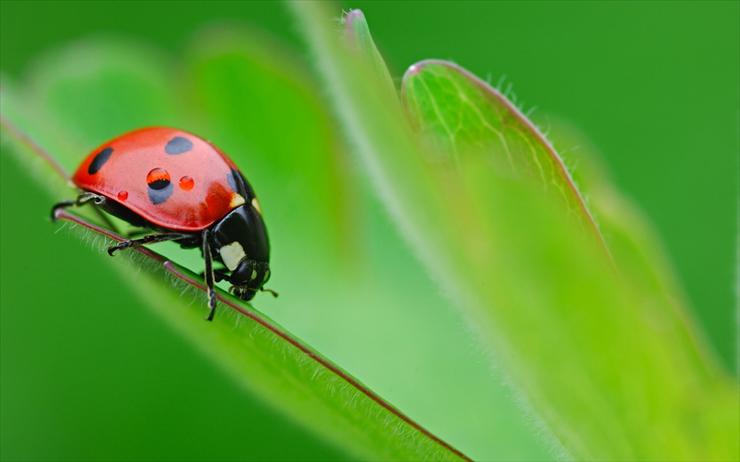 Owady - ws_Ladybug_on_leaf_1680x1050.jpg