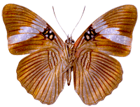 Motyle - Motyl_0011.gif