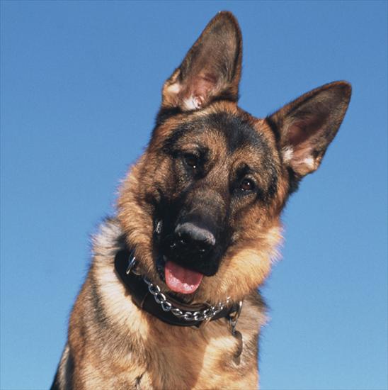 Psy rasowe - Owczarek niemiecki.jpg