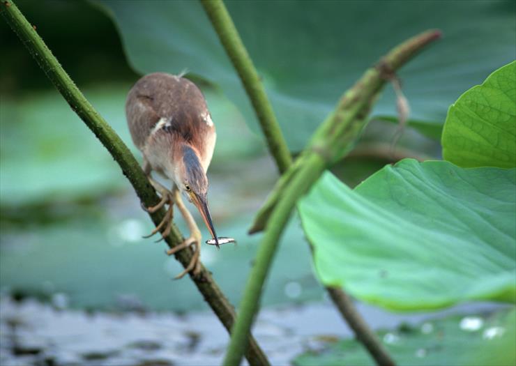 Pory Roku - Bird Season 081.JPG