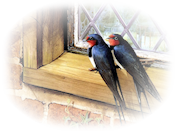 zwierzęta i ptaki png - Tube_Window_with_Bird_misted_.png
