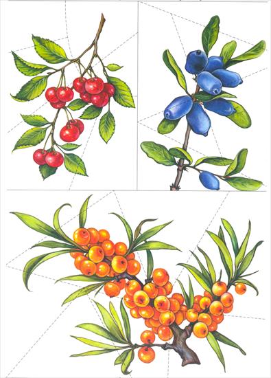 Owoce jagody - 14 Puzzle.jpg