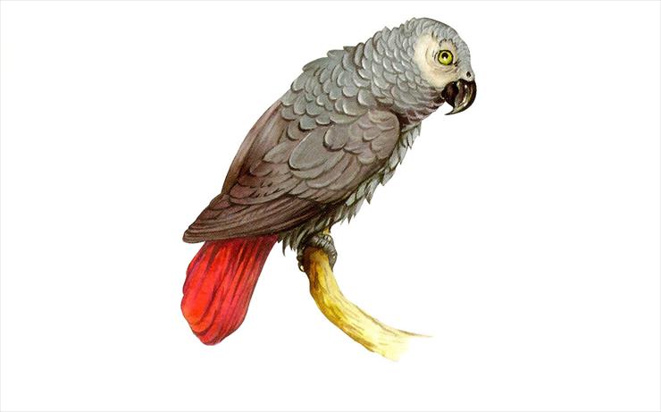 Zwierzęta Afryki - 07 Papuga żako.jpg