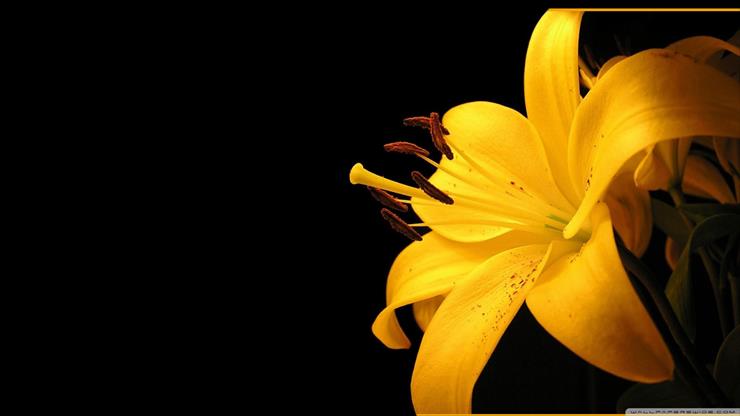 Tapety HD 1600x900 - yellow_lilies-1600x900.jpg