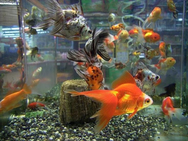 Ryby Aqwariowe  - Goldfishs.jpg
