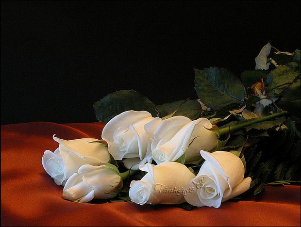 Kwiaty - Róże - róze białe.jpg