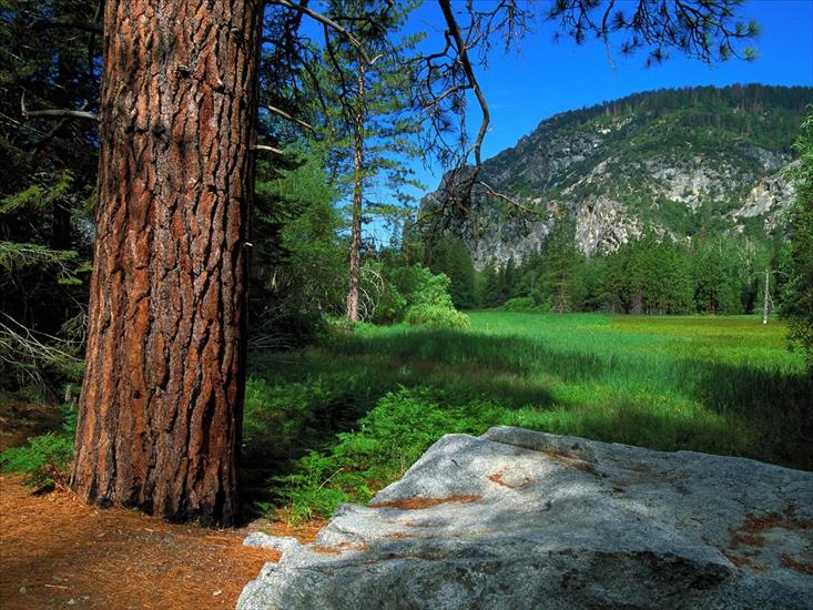 TAPETY WIDOKI - Zumwalt Meadow Trail, Sequoia and Kings Canyon National Parks, California.jpg