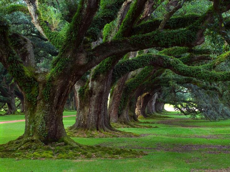 Krajobrazy - Live Oaks, Oak Alley Plantation, Vacherie, Louisiana.jpg