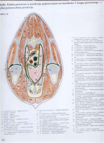 atlas anatomii-tułów - 023.jpg