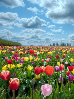 Krajobrazy - Tulips.jpg