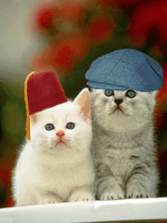 GIFY KOTKI - kotki w czapeczkach.gif