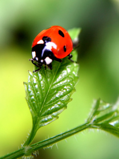 Biedronki - Lady bug.jpg