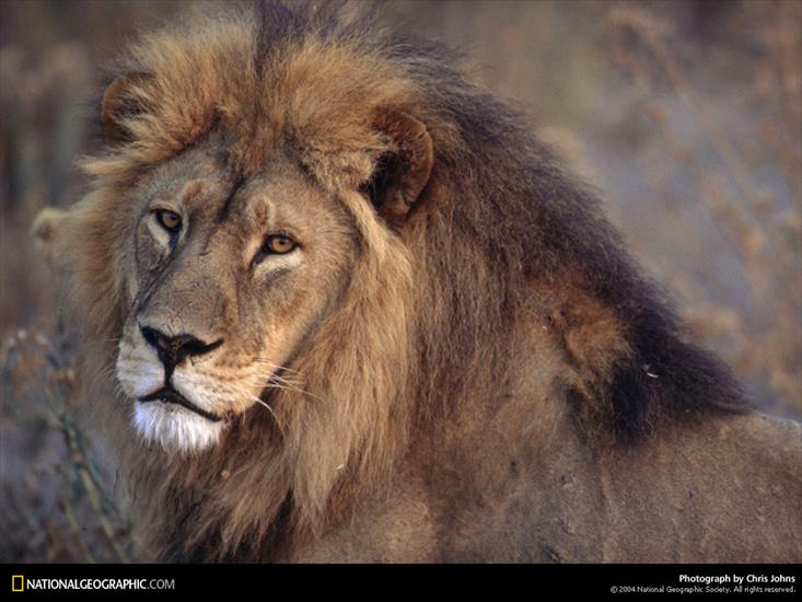 NG09 - Okavango Lion, Botswana, 1997.jpg