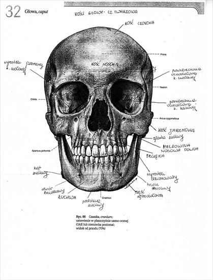 Anatomia - anatomia006.jpg