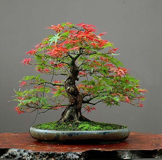 galeria bonsai - 1710372005_07_dsc_0056_2_g.jpg