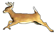 ssaki - deer2.gif