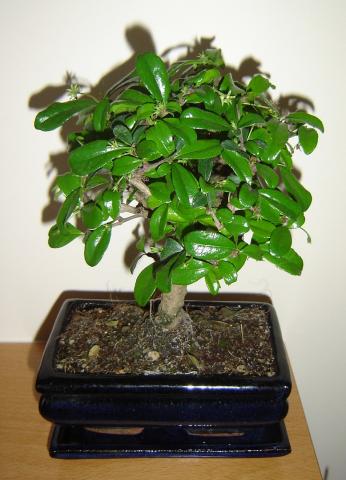 bonsai - drzewko-bonsai_4360.jpg