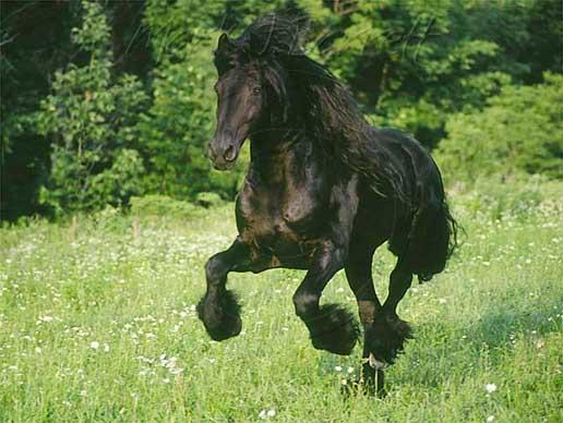 Konie Fryzyjskie - Konie Fryzyjskie 27.jpg