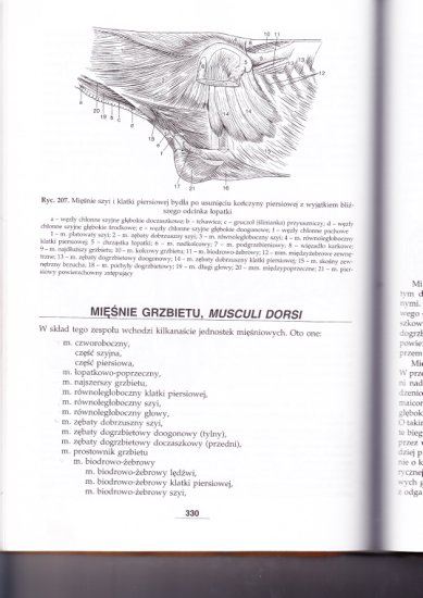 Myologia- nauka o mięśniach - IMG_0058.jpg